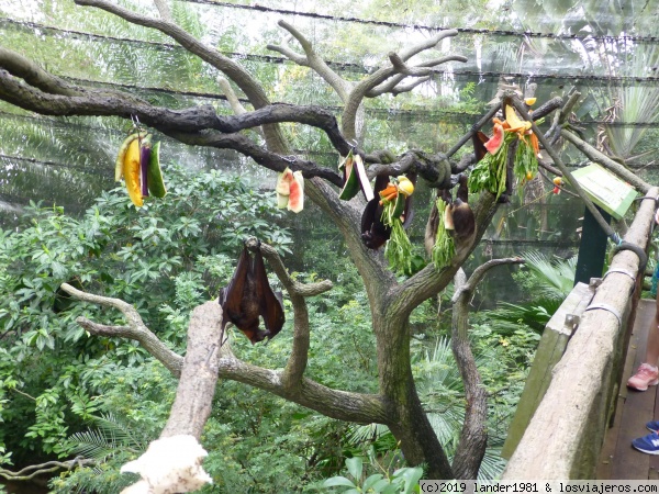 zorros voladores y perezoso en zoo de singapur
zorros voladores y perezoso en zoo de singapur
