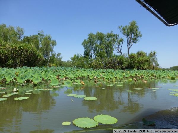 Darwin wetlands - Australia por libre en septiembre 2019 (5)