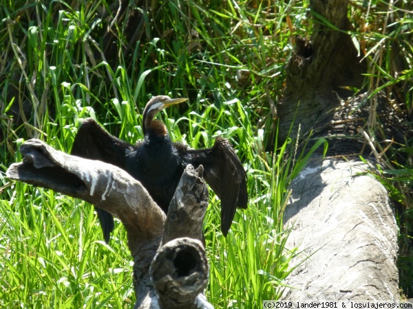 Australia por libre en septiembre 2019 - Blogs de Australia - Darwin wetlands (2)