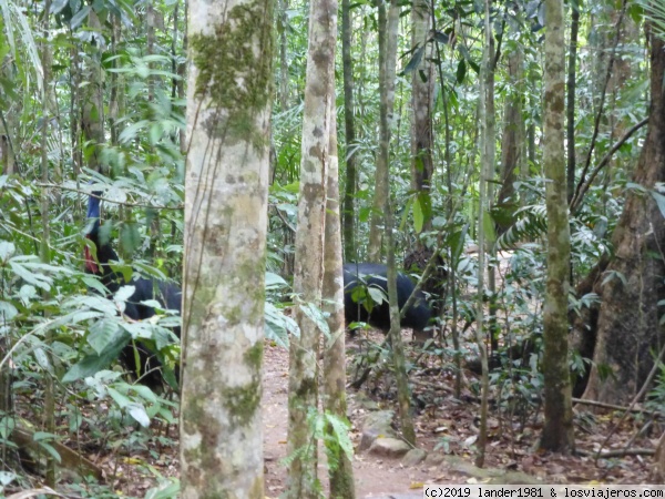 Australia por libre en septiembre 2019 - Blogs de Australia - camino al Daintree: Cow bay (5)