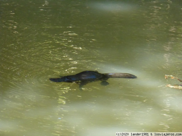 ornitorrinco en peterson creek, yunganburra
ornitorrinco en peterson creek, yunganburra
