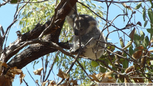 koala en the forts magnetic island
koala en the forts magnetic island
