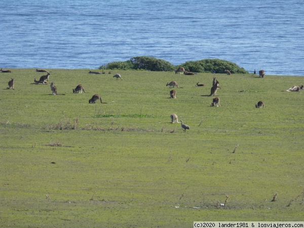 canguros y gansos en Maria Island Tasmania
canguros y gansos en Maria Island Tasmania
