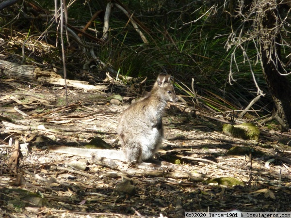 Wallaby en Maria Island Tasmania
Wallaby en Maria Island Tasmania
