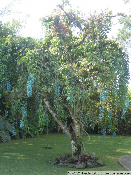 árbol de jade en el jardín botánico de Lankester
(Strongylodon macrobotrys), en realidad es una enredadera con flores de un verde turquesa increible
