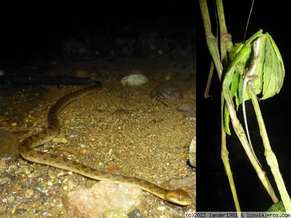 reptiles del tour nocturno de Bahía Drake
reptiles del tour nocturno de Bahía Drake
