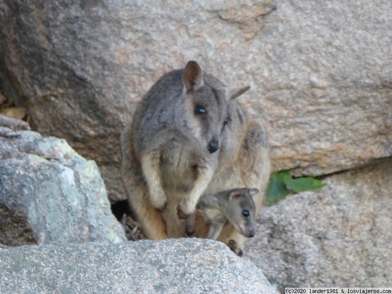 Australia por libre en septiembre 2019 - Blogs de Australia - magnetic island (3)