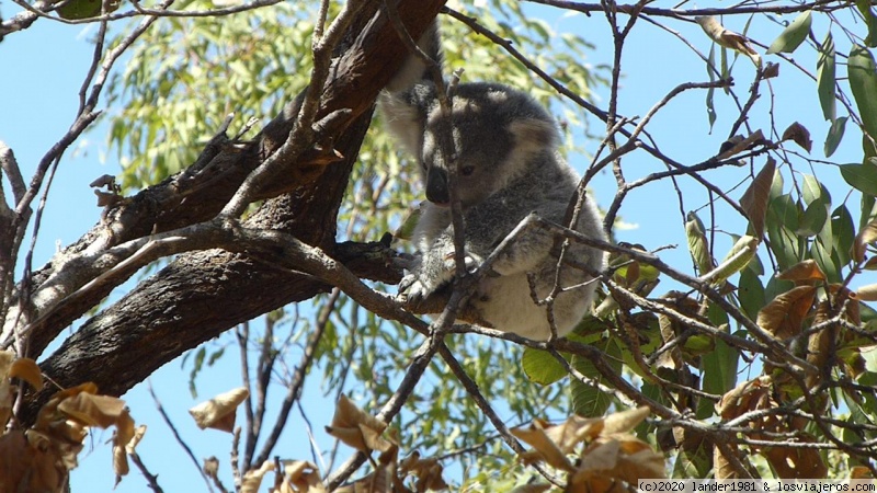 Australia por libre en septiembre 2019 - Blogs de Australia - magnetic island (5)