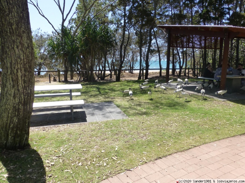 Hervey Bay (rainbow beach y Tin Can Bay) - Australia por libre en septiembre 2019 (3)