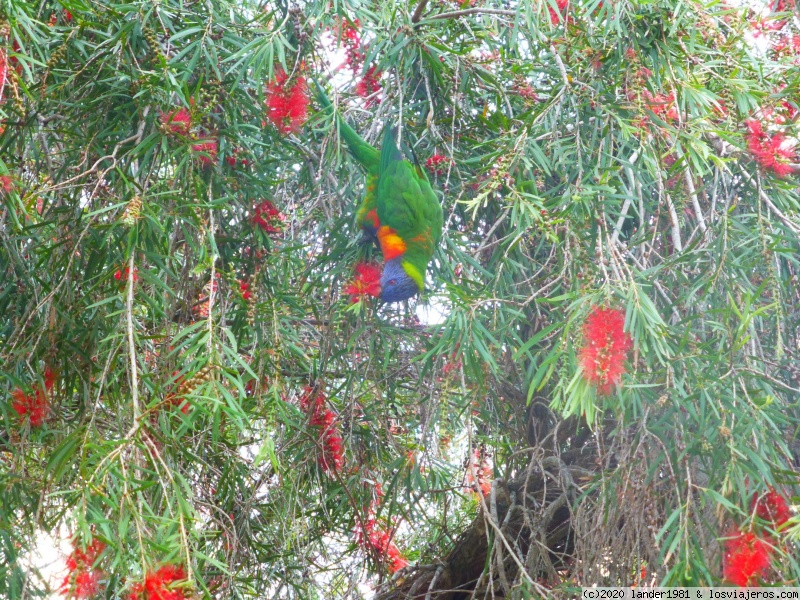 Hervey Bay (rainbow beach y Tin Can Bay) - Australia por libre en septiembre 2019 (4)