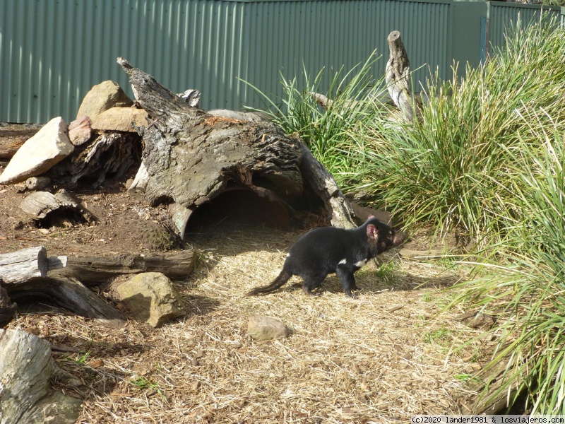 Llego a Tasmania: Hobart y Bonorong wildlife Sanctuary - Australia por libre en septiembre 2019 (3)