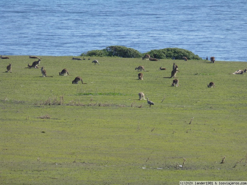 Maria Island, Tasmania - Australia por libre en septiembre 2019 (1)