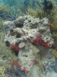 arrecife en bocas del toro 2