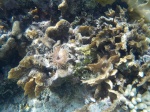 gusano plumero en un arrecife de San Blas