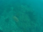 Tortuga marina en Isla del Caño