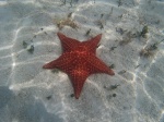Estrella de mar en San Blas
estrella, san blas