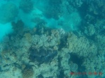 almeja gigant en Mackay reef