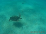 tortuga en Mackay reef
tortuga, mackay, arrrecife