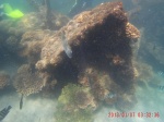 tangalooma wreck 1