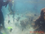 tangalooma wreck 2