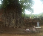 cabeza de buda entre raices en ayutthaya