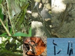 animales parque nacional cahuita 1
cahuita, basilisco, ardilla, garza, pelicano, gaviota, lagartija, animales