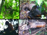animales de corcovado 1
perezoso, mono, pecari, tapir, corcovado,animal