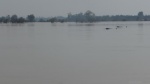 Delfines del mekong