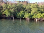 manglares en Labuanbajo