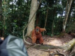 Orangutan macho en Bukit Lawang
orangutan, bukit