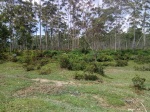 Bosque de eucaliptos en samosir