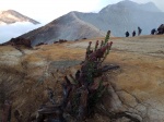 planta en el volcan Ijen