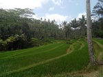 arrozales de gunung kawi