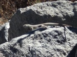 lagarto en el colca