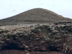 aves en islas ballestas