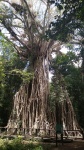 cathedral fig tree