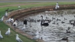 cisne negro y otra aves