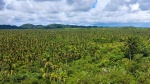 Cocoteros de Siargao