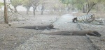 dragones de komodo
dragon, komodo