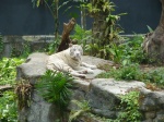 tigre blanco en zoo de singapur