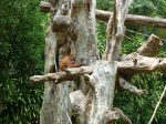 oragutan en zoo de singapur
orangutan, zoo, singapur