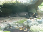 oso malayo en zoo de singapur