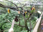 zorros voladores y perezoso en zoo de singapur
zorros voladores, perezoso, zoo