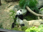 oso panda en river safari
panda, river, safari