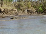 cocodrilo en mary river 2