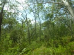 bosque de moreton island