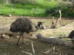 emu en el santuraio de bonorong
emu, bonorong