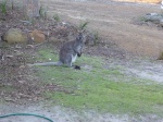 Wallaby en Gumleaves bush Holiday