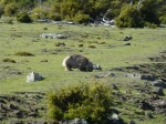 Wombat en Maria Island Tasmania
wombat