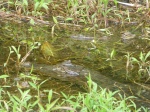 caimán (alligator) con sus crías en Corcovado